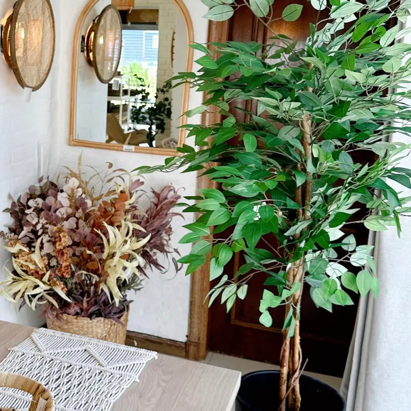 Ficus Disciplinado en Negro - Decoración, Uruguay | Indrana