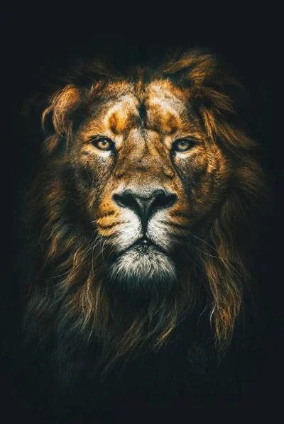 Cuadro León - Moldura Negra 50x70 cm - Decoración de pared, Uruguay | Berna home, vista 2