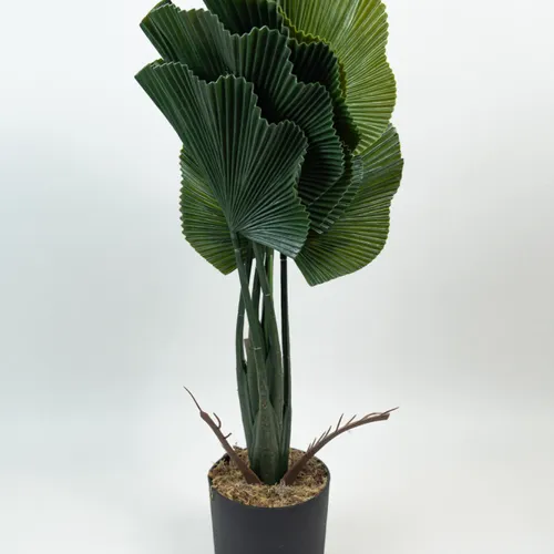 Planta Alocasia Gageana - Color Unico en Multicolor - Muebles para el exterior, Uruguay | Indian