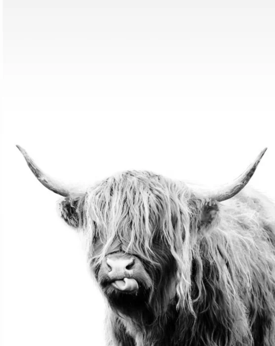 Vaca Highland en Gris - Láminas, Uruguay | Mara Estudio