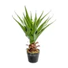 Planta Aloe 60cm - Color Unico en Multicolor - Muebles para el exterior, Uruguay | Indian, vista 1 de 4