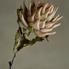Tallo Protea natural - Decoración, Uruguay | Martinika Deco, vista 1 de 10