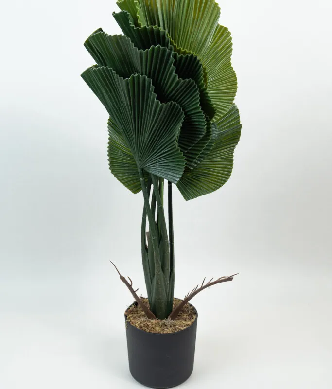 Planta Alocasia Gageana - Color Unico en Multicolor - Muebles para el exterior, Uruguay | Indian