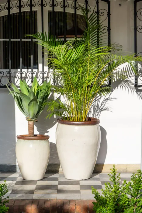 Ernest Creamy White en Mediana - Macetas, Uruguay | Balcony, vista 6