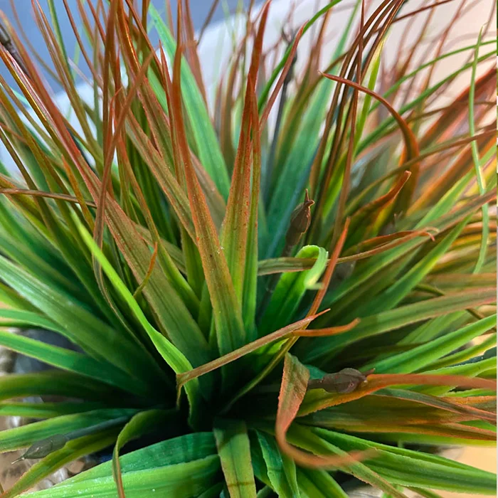 Planta Artificial Dracaena - Macetas, Uruguay | Alta Gracia Deco, vista 2