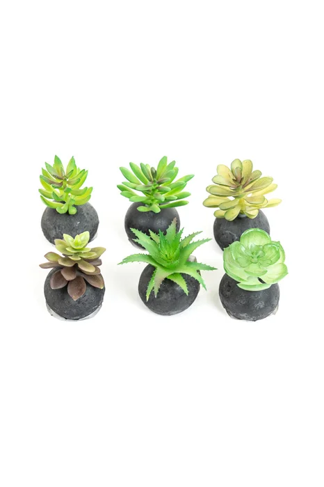 Planta Moa Mini, Mix - Color Unico en Multicolor - Decoración, Uruguay | Indian