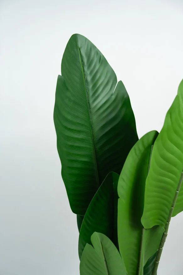 Planta Alocasia - Color Unico en Multicolor - Muebles para el exterior, Uruguay | Indian, vista 2