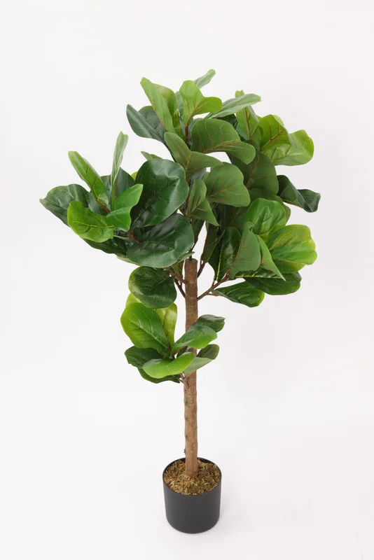 Planta Ficus Lira 110cm - Color Unico en Multicolor, Uruguay | Indian, vista 3