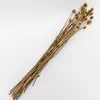 Deco Floral Flores Secas - Color Unico en Multicolor - Decoración, Uruguay | Indian, vista 1 de 2