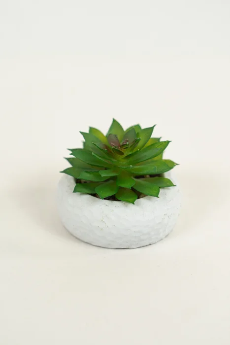 Planta Suculenta 690 Mini, Mix - Color Unico en Multicolor - Muebles para el exterior, Uruguay | Indian