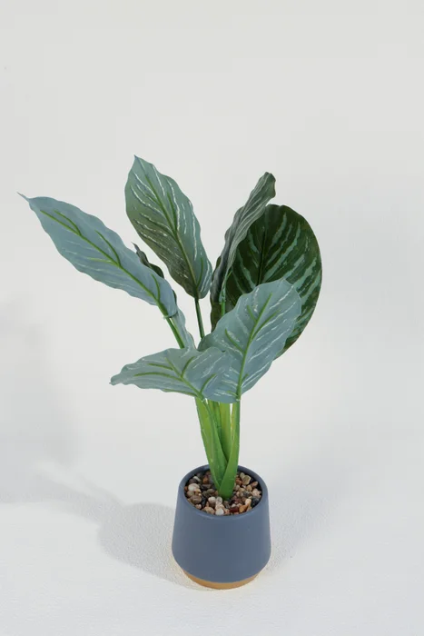 Planta Aglaonema 40cm - Color Unico en Multicolor - Muebles para el exterior, Uruguay | Indian