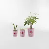 MACETERO FRIDA Rosa Medium - Decoración, Uruguay | Viasono, vista 3 de 3