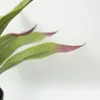 Planta Gasteria - Color Unico en Multicolor - Decoración, Uruguay | Indian, vista 3 de 4