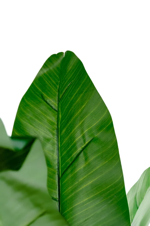 Planta Arum 120cm - Color Unico en Multicolor - Muebles para el exterior, Uruguay | Indian, vista 2