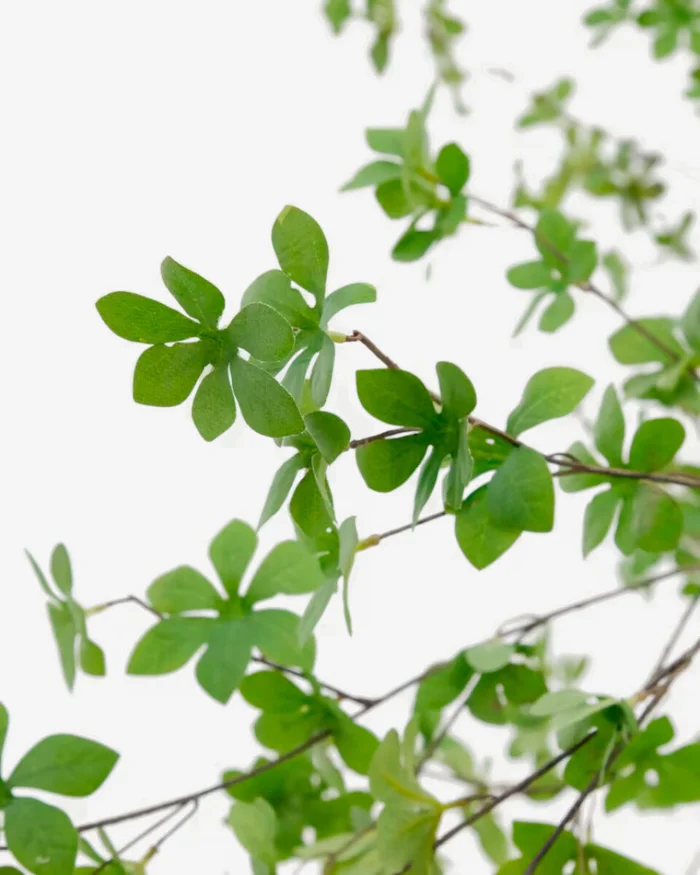 Árbol artificial Enkianthus con maceta negro 214 cm en Madera natural - Macetas, Uruguay | Kavehome, vista 2