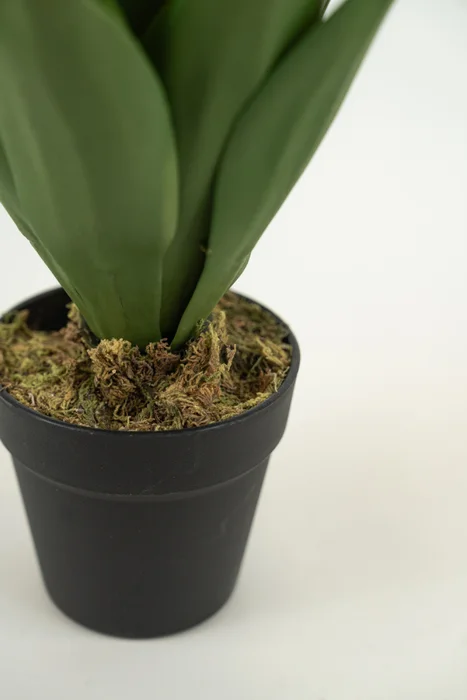 Planta Yucca 35cm - Color Unico en Multicolor - Muebles para el exterior, Uruguay | Indian, vista 3