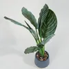 Planta Aglaonema 40cm - Color Unico en Multicolor - Muebles para el exterior, Uruguay | Indian, vista 3 de 5
