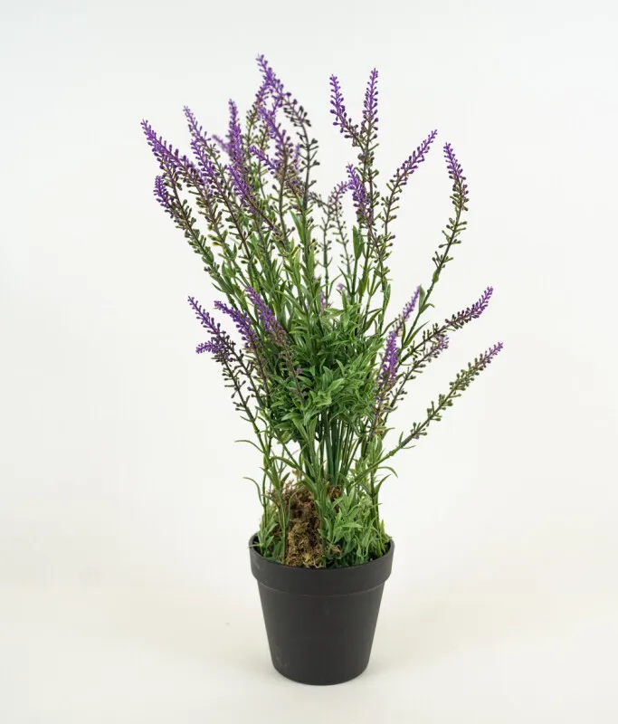 Planta Lavender 48cm - Color Unico en Multicolor - Muebles para el exterior, Uruguay | Indian