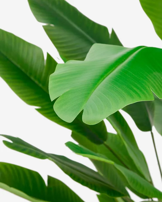 Planta artificial Banano con maceta negra 210 cm en Negro - Macetas, Uruguay | Kavehome, vista 2