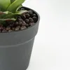 Planta Gasteria - Color Unico en Multicolor - Decoración, Uruguay | Indian, vista 4 de 4