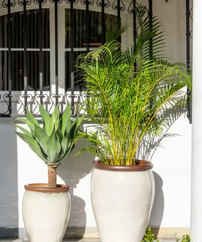 Ernest Creamy White en Mediana - Macetas, Uruguay | Balcony
