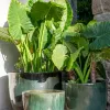 Meghan Moss Green - Macetas, Uruguay | Balcony, vista 5 de 5