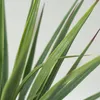 Planta Cintas - Color Unico en Multicolor - Decoración, Uruguay | Indian, vista 3 de 4