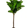 Planta Higuera 130cm - Color Unico en Multicolor - Muebles para el exterior, Uruguay | Indian, vista 1 de 4