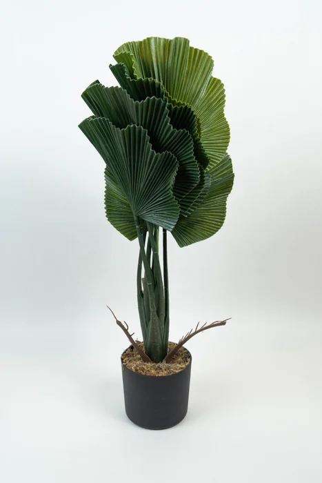Planta Alocasia Gageana - Color Unico en Multicolor - Muebles para el exterior, Uruguay | Indian