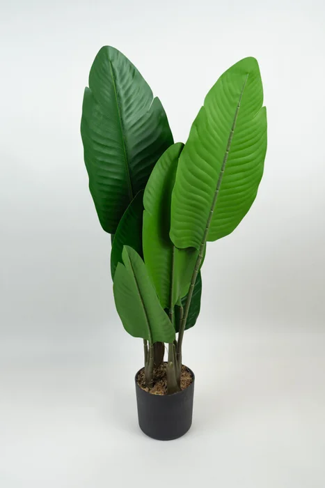 Planta Alocasia - Color Unico en Multicolor - Muebles para el exterior, Uruguay | Indian