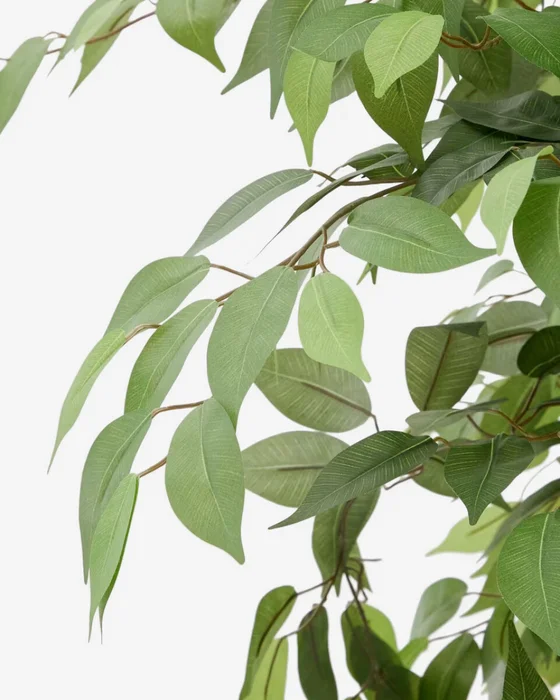 Árbol artificial Ficus con maceta negra 180 cm en Madera natural - Macetas, Uruguay | Kavehome, vista 3