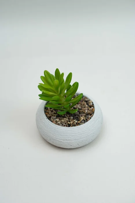 Planta Quovi - Estampado 2 en Multicolor - Decoración, Uruguay | Indian