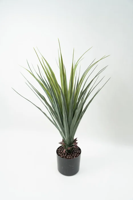 Planta Pitaya - Color Unico en Multicolor - Decoración, Uruguay | Indian