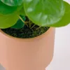 Planta artificial Bailey con maceta de cerámica rosa 21,6 cm en Rosa - Macetas, Uruguay | Kavehome, vista 6 de 7