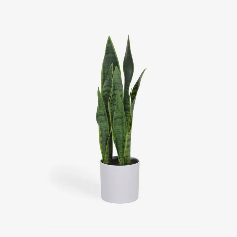 Planta artificial Sansevieria con maceta blanco 55 cm en Blanco - Muebles para el exterior, Uruguay | Kavehome