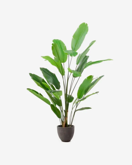Planta artificial Banano con maceta negra 210 cm en Negro - Macetas, Uruguay | Kavehome