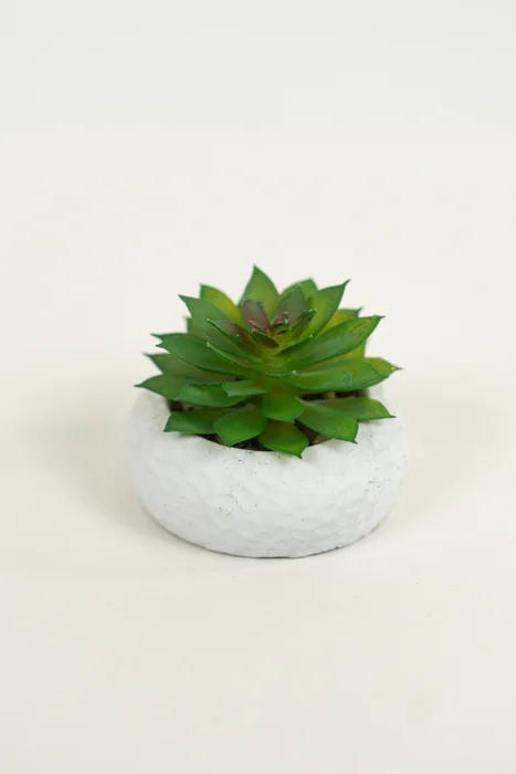 Planta Suculenta 690 Mini, Mix - Color Unico en Multicolor - Muebles para el exterior, Uruguay | Indian