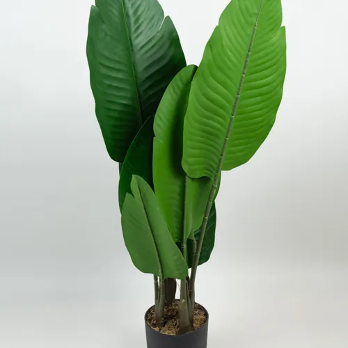 Planta Alocasia - Color Unico en Multicolor - Muebles para el exterior, Uruguay | Indian