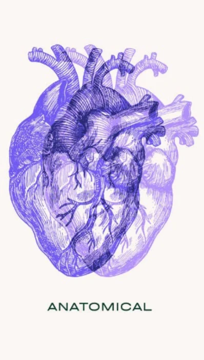 Anatomical en Violeta - Láminas, Uruguay | Mara Estudio
