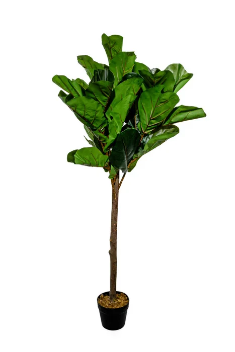 Planta Higuera 130cm - Color Unico en Multicolor - Muebles para el exterior, Uruguay | Indian