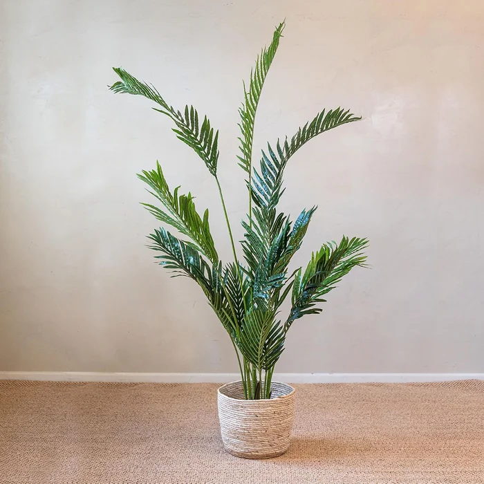 Palmera grande en Negro - Macetas, Uruguay | De Arcos