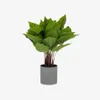 Planta artificial Anthurium con maceta de cemento 50 cm en Gris - Macetas, Uruguay | Kavehome, vista 1 de 5
