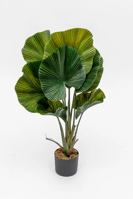 Planta Palmito De Jardín - Color Unico en Multicolor - Muebles para el exterior, Uruguay | Indian