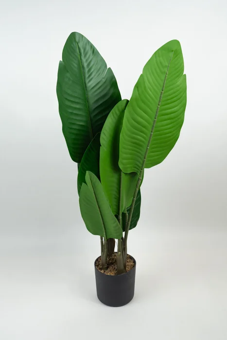 Planta Alocasia - Color Unico en Multicolor - Muebles para el exterior, Uruguay | Indian