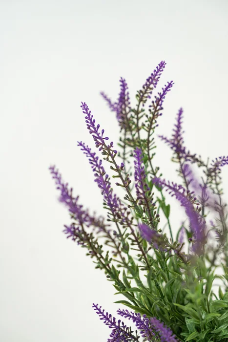 Planta Lavender 48cm - Color Unico en Multicolor - Muebles para el exterior, Uruguay | Indian, vista 2