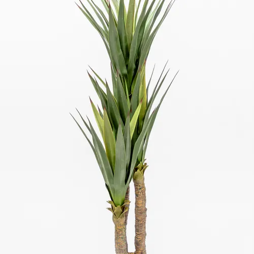 Planta Gladiolo - Color Unico en Multicolor, Uruguay | Indian