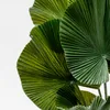 Planta Palmito De Jardín - Color Unico en Multicolor - Muebles para el exterior, Uruguay | Indian, vista 2 de 4