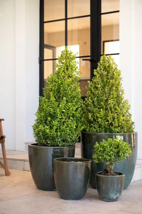 Kate Moss Green en Verde - Macetas, Uruguay | Balcony