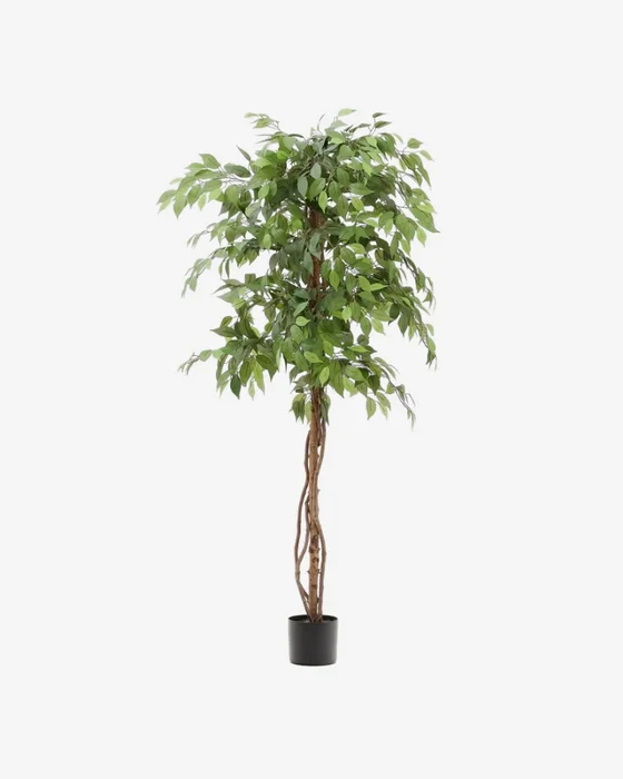 Árbol artificial Ficus con maceta negra 180 cm en Madera natural - Macetas, Uruguay | Kavehome