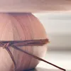 Pie de torta pelota y nudo en cuero - Decoración, Uruguay | Dreams On Time, vista 15 de 25